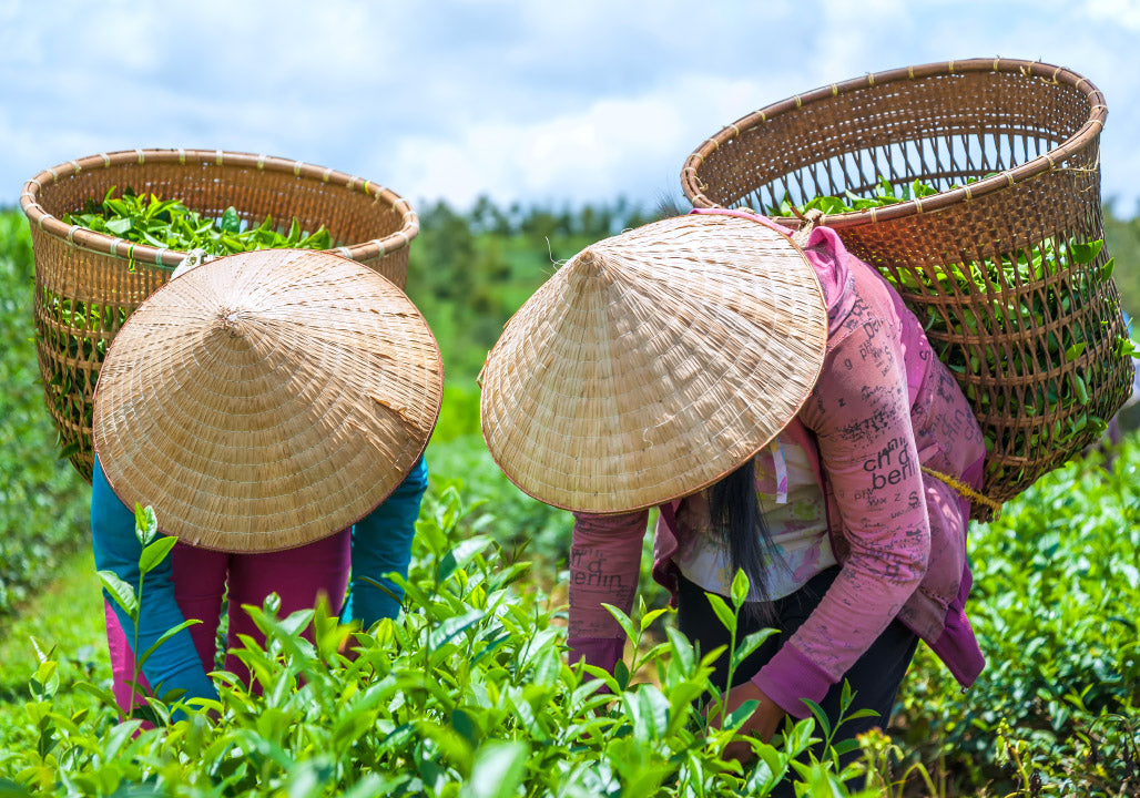La Vuelta al Mundo del Té