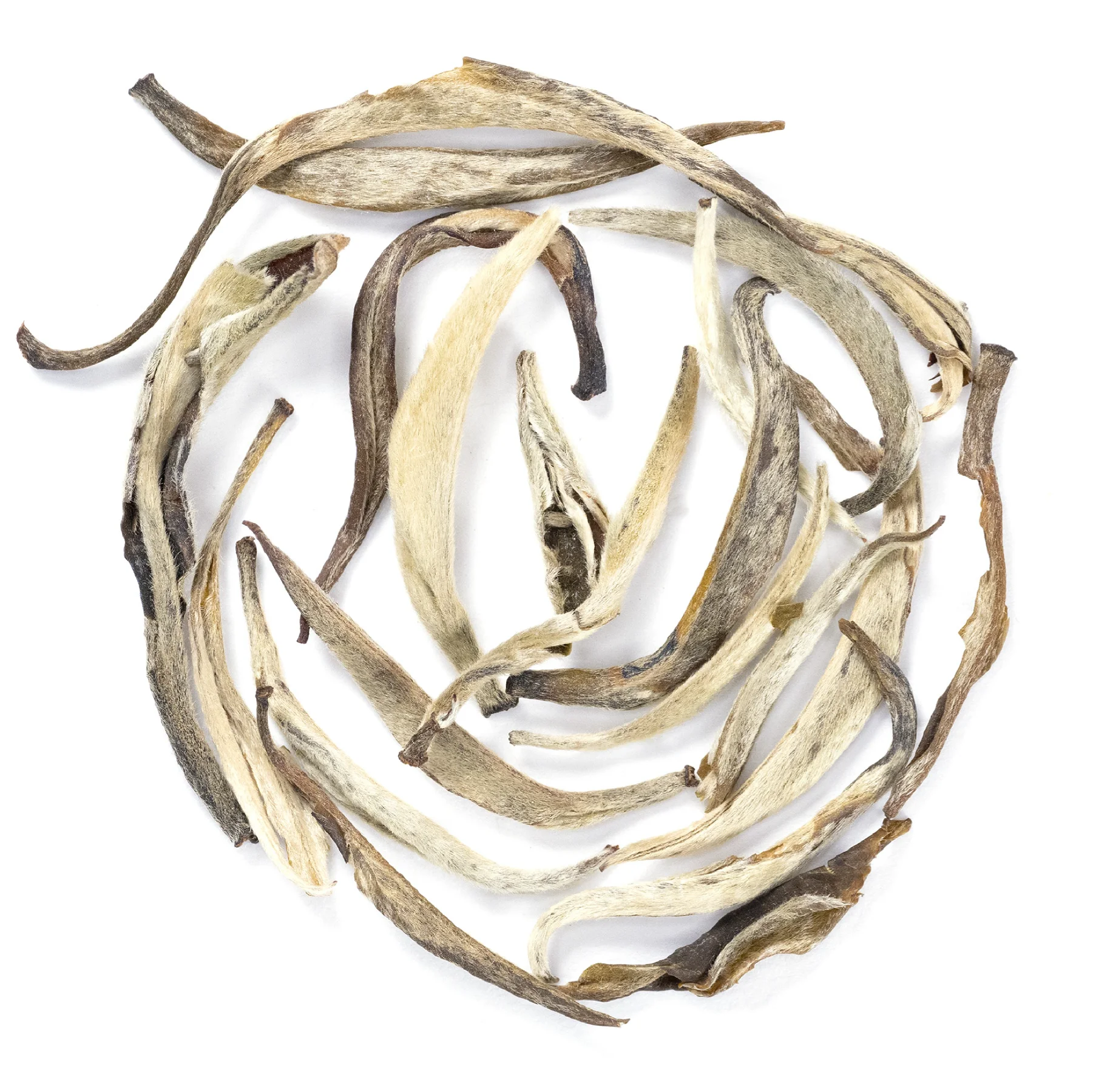 Jasmine Silver Needle Hebra